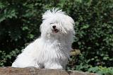 BICHON BOLONAIS 019